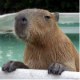 Аватар для Capybar